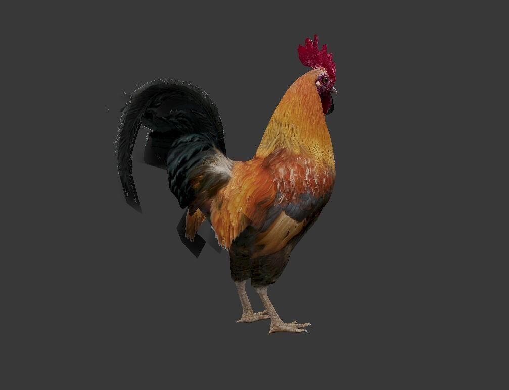Cock  Rooster Low-poly 3D model_5