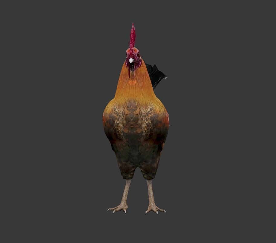 Cock  Rooster Low-poly 3D model_2