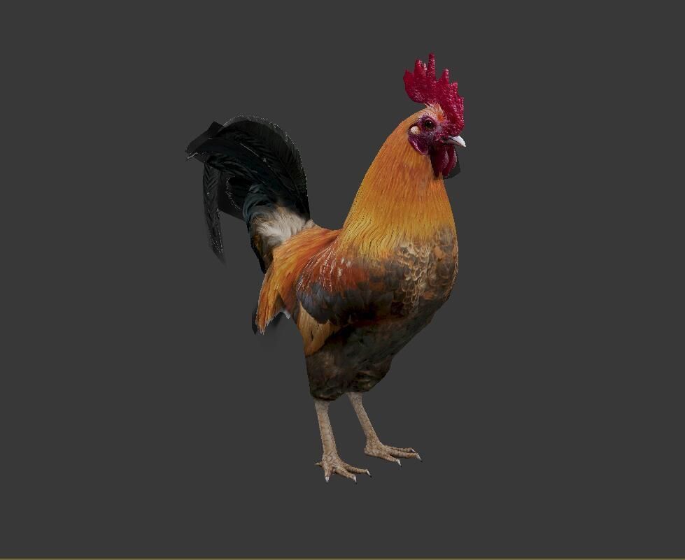Cock  Rooster Low-poly 3D model_6
