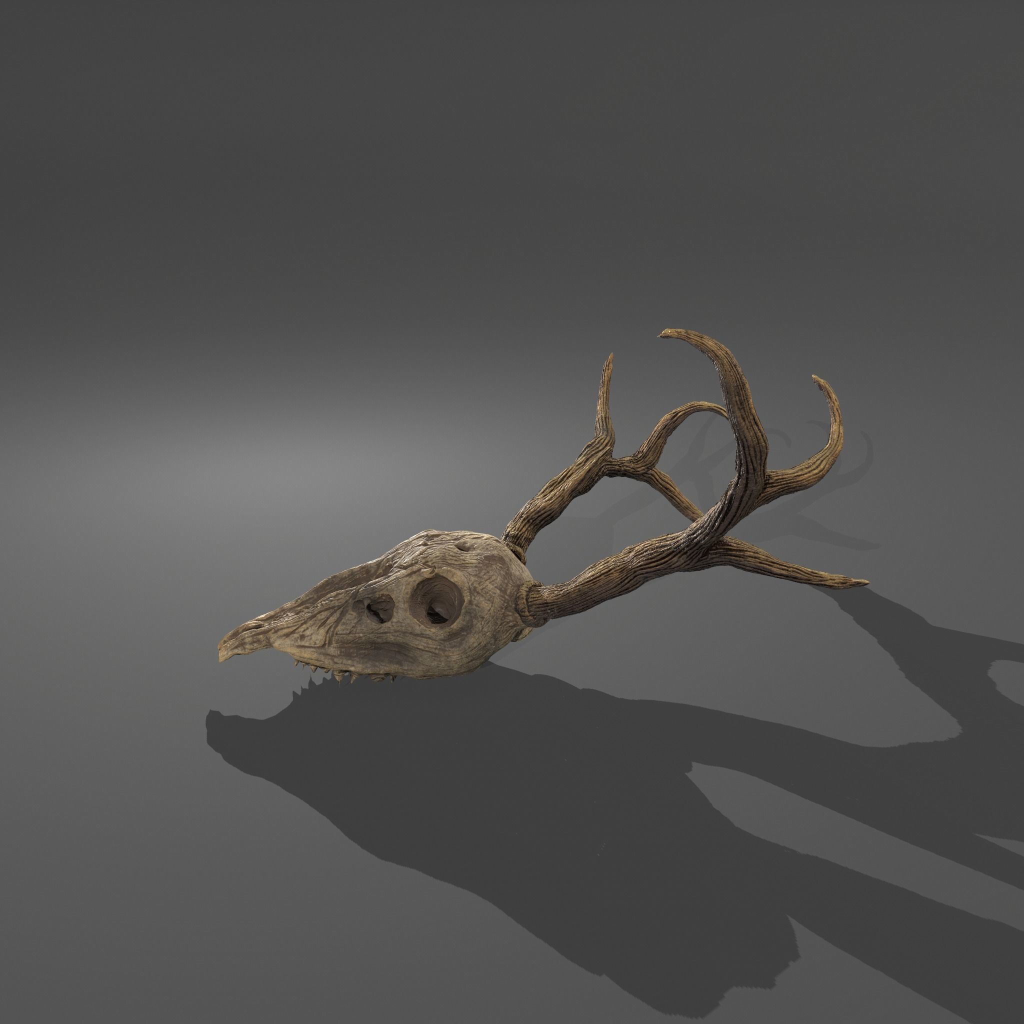 Stag Skull 3D model_19