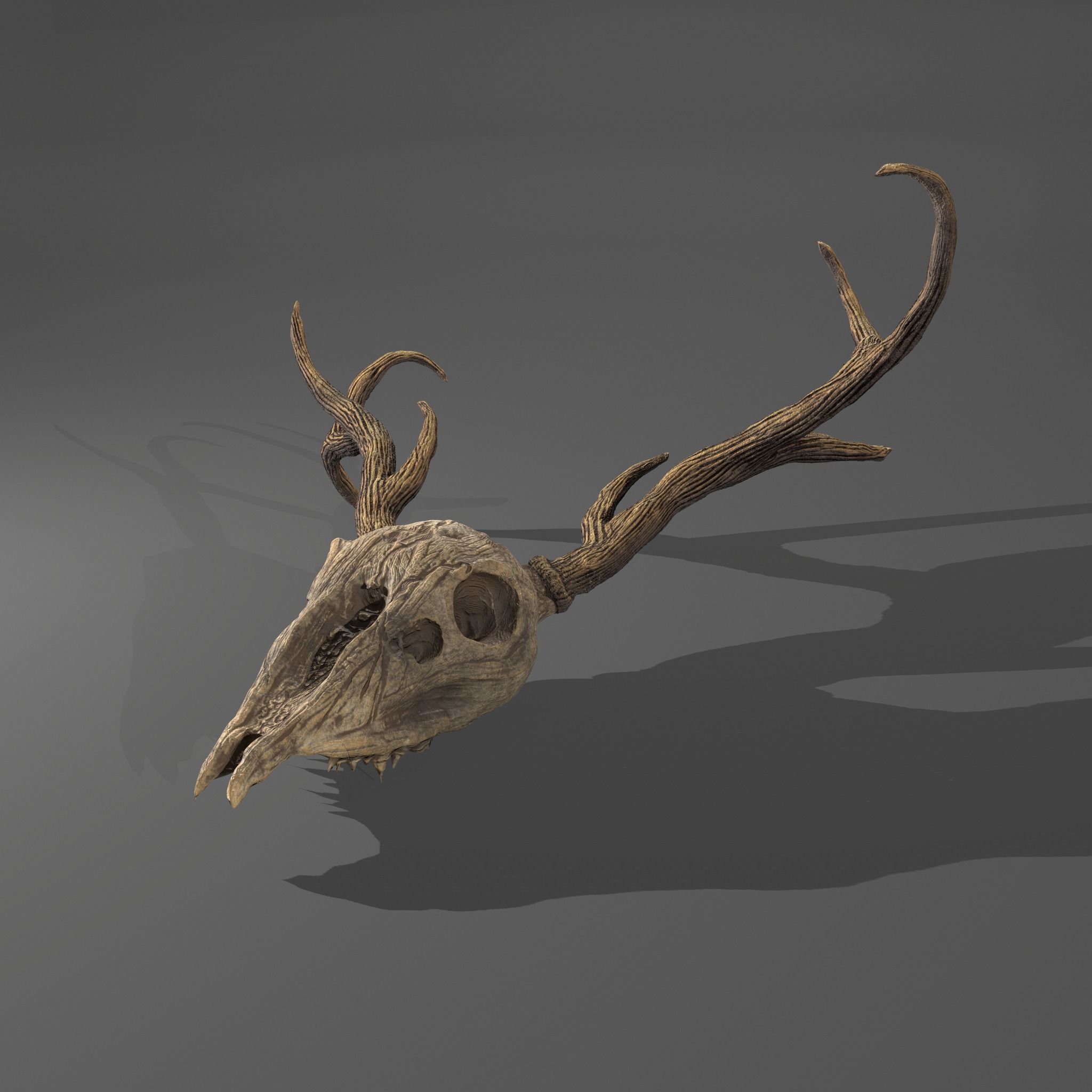 Stag Skull 3D model_8