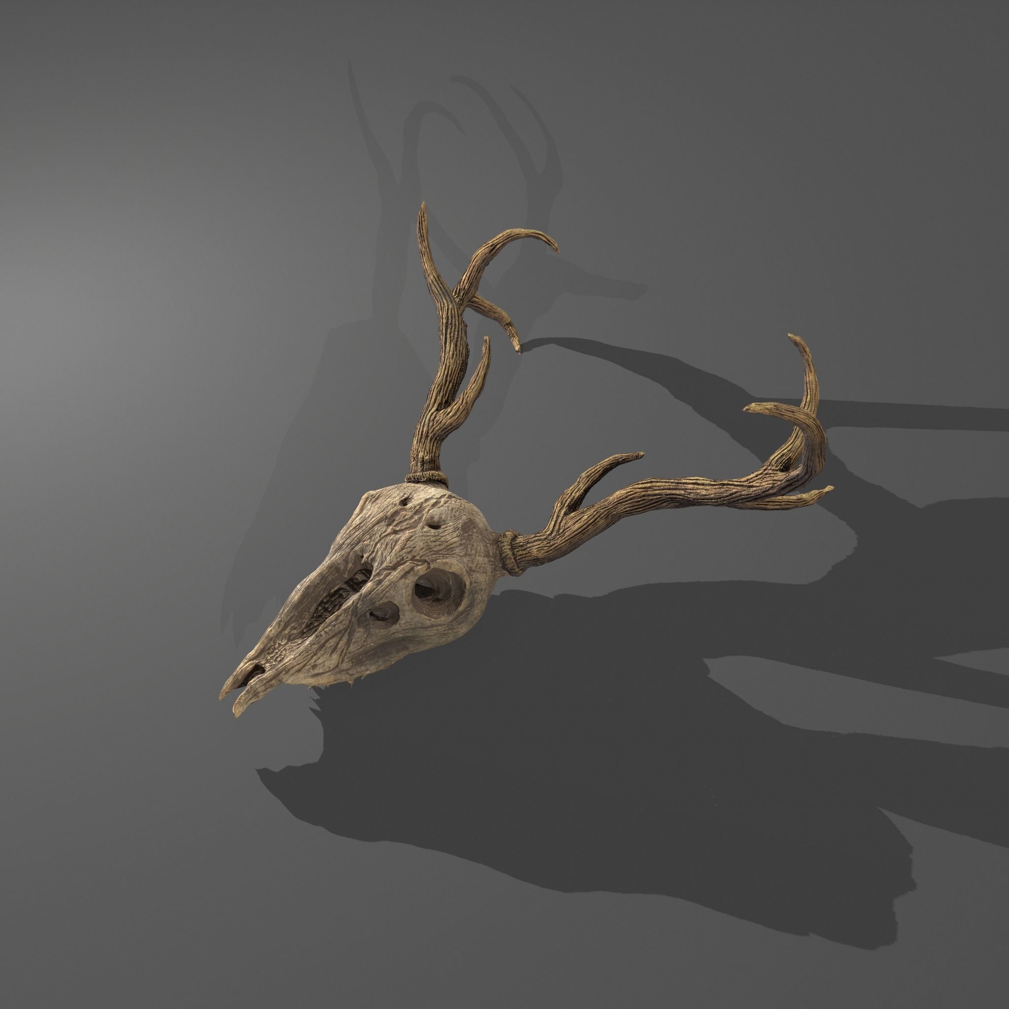 Stag Skull 3D model_25