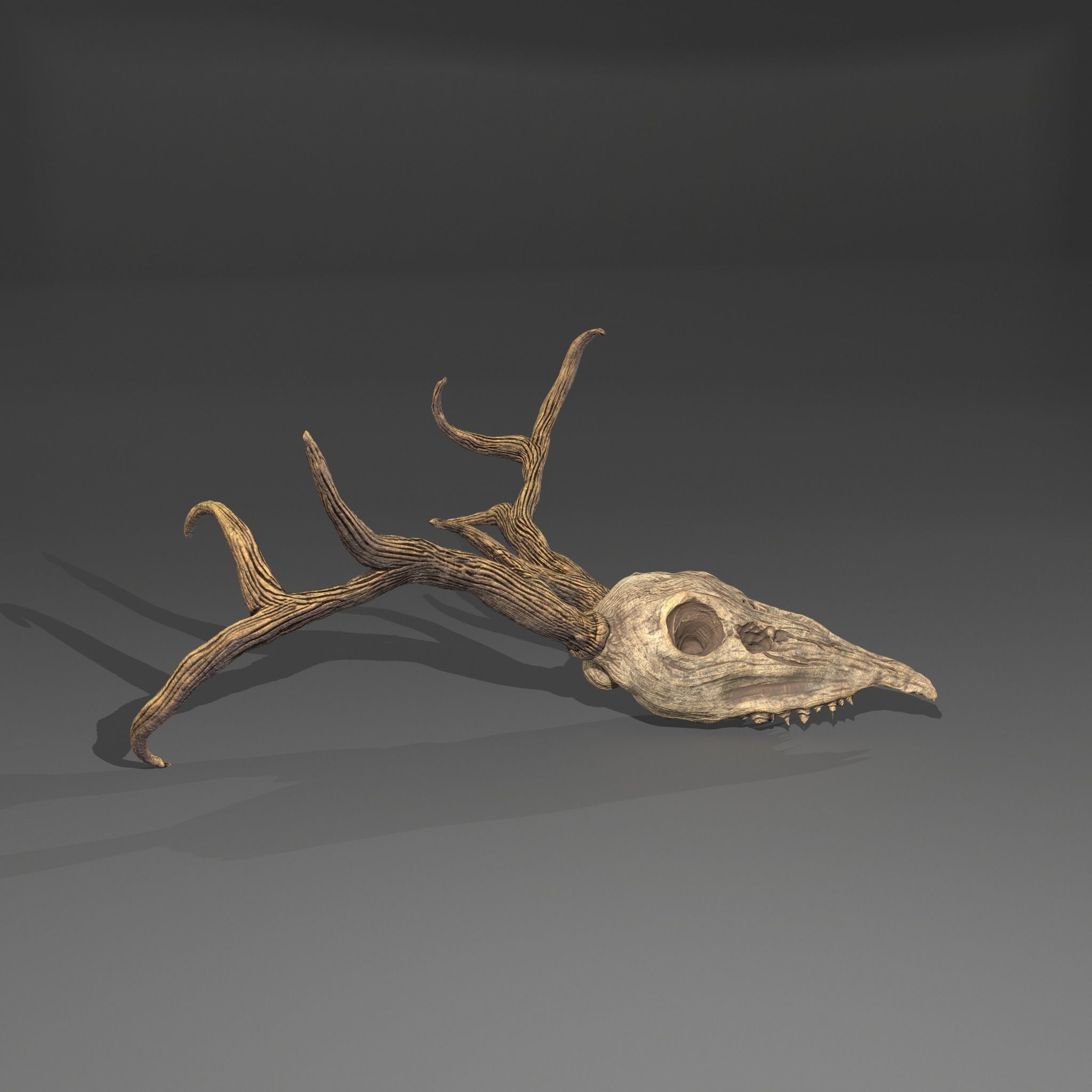 Stag Skull 3D model_15