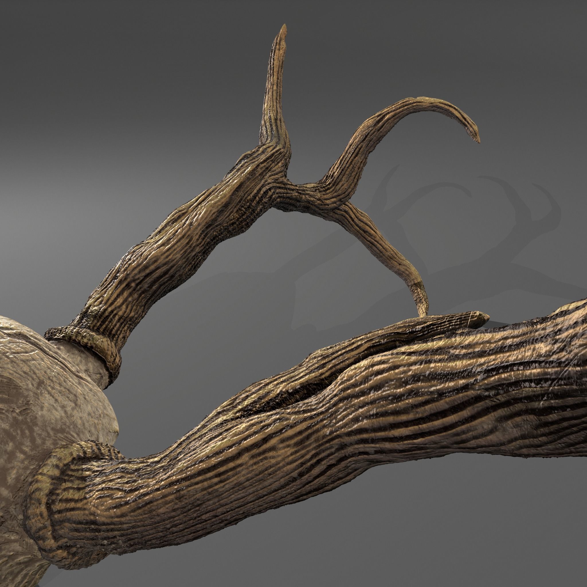 Stag Skull 3D model_28