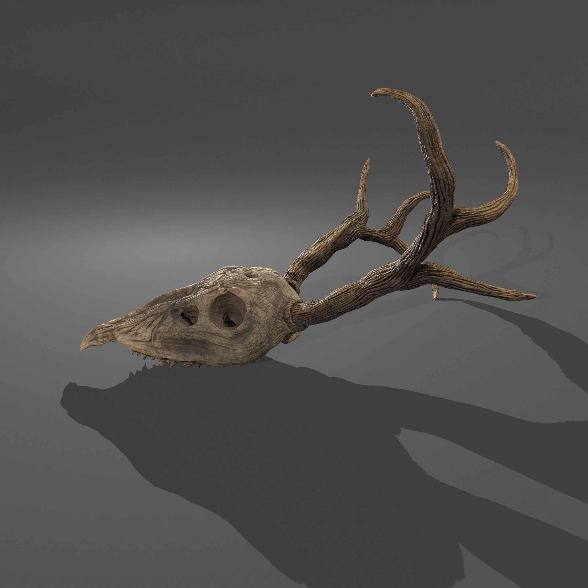 Stag Skull 3D model_10