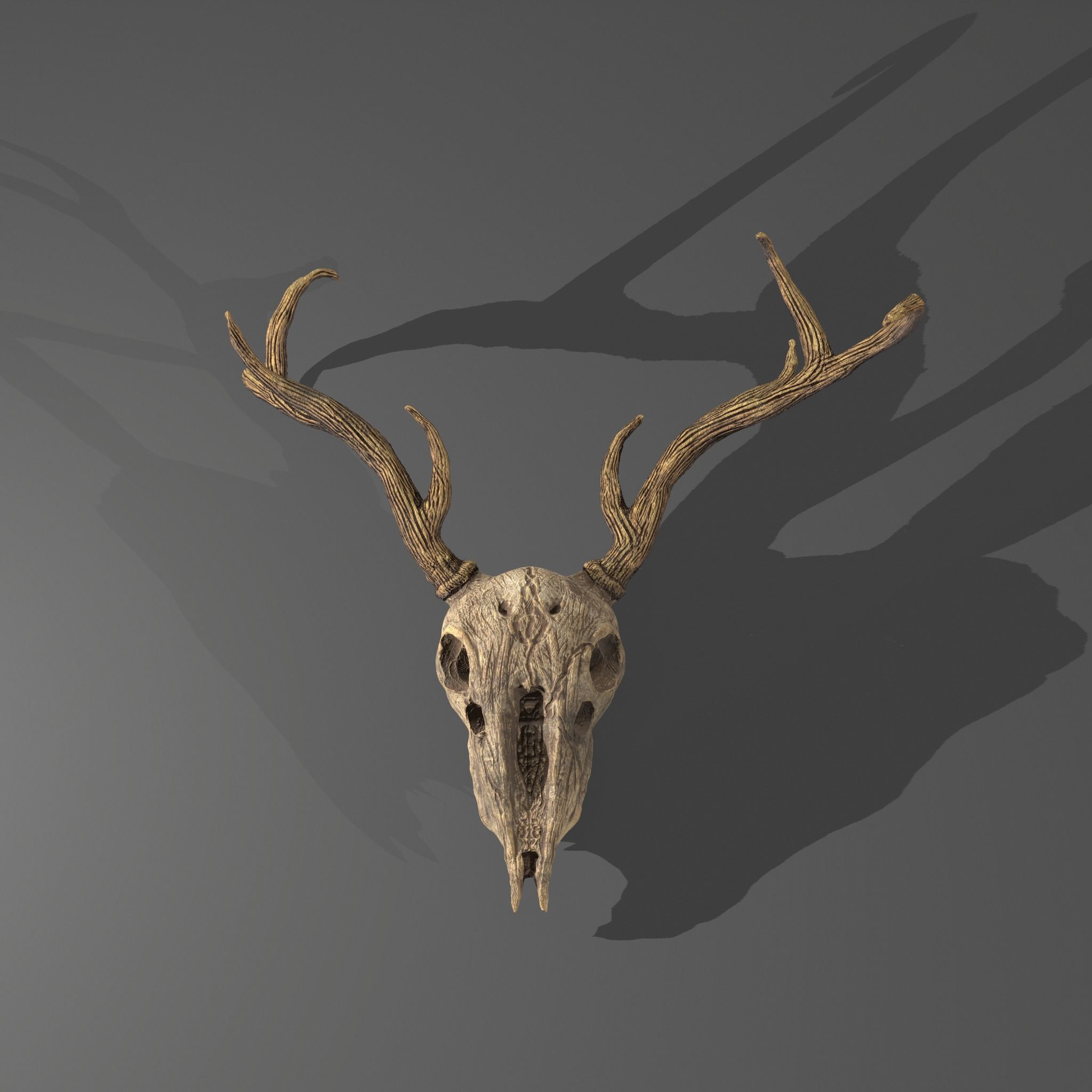 Stag Skull 3D model_24
