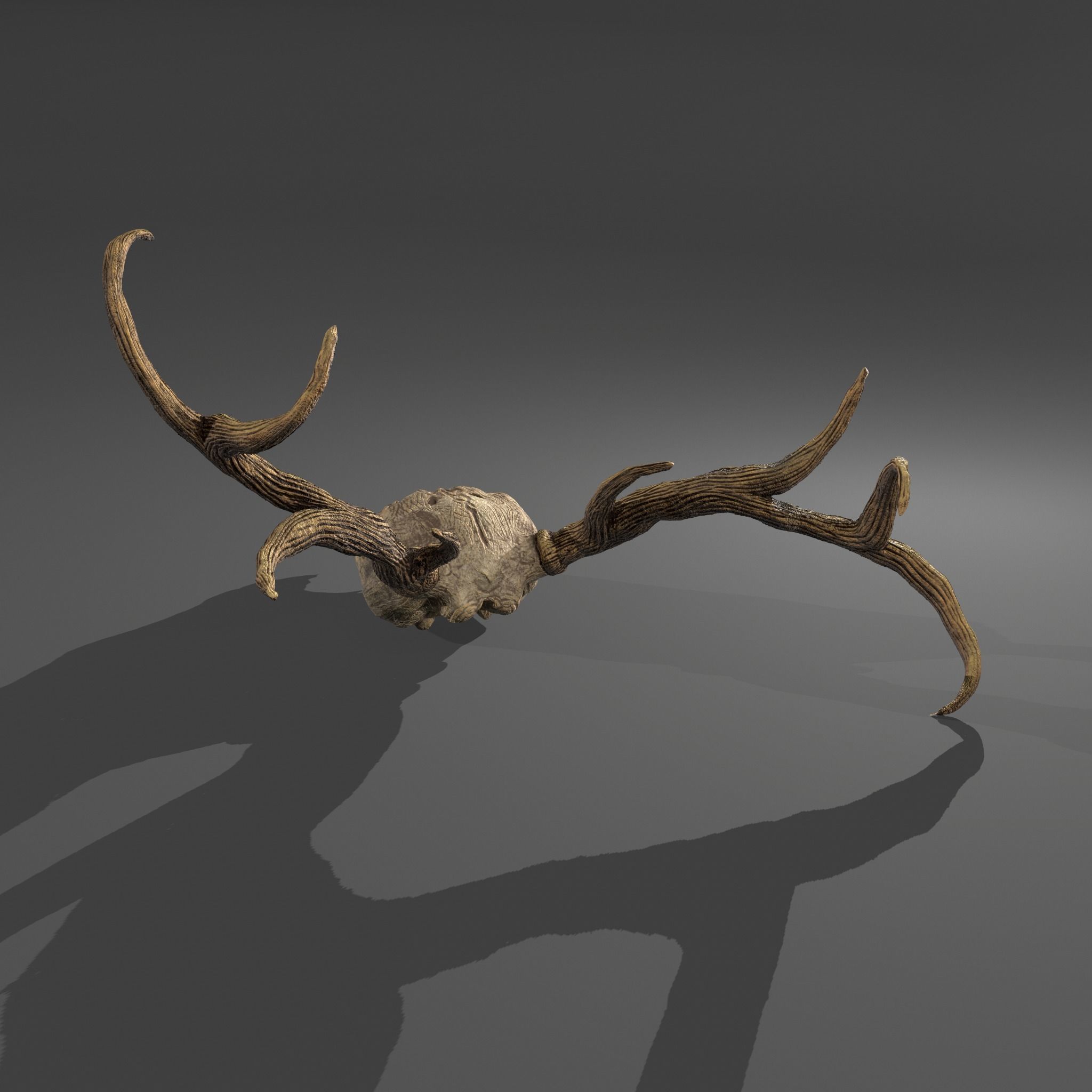 Stag Skull 3D model_12