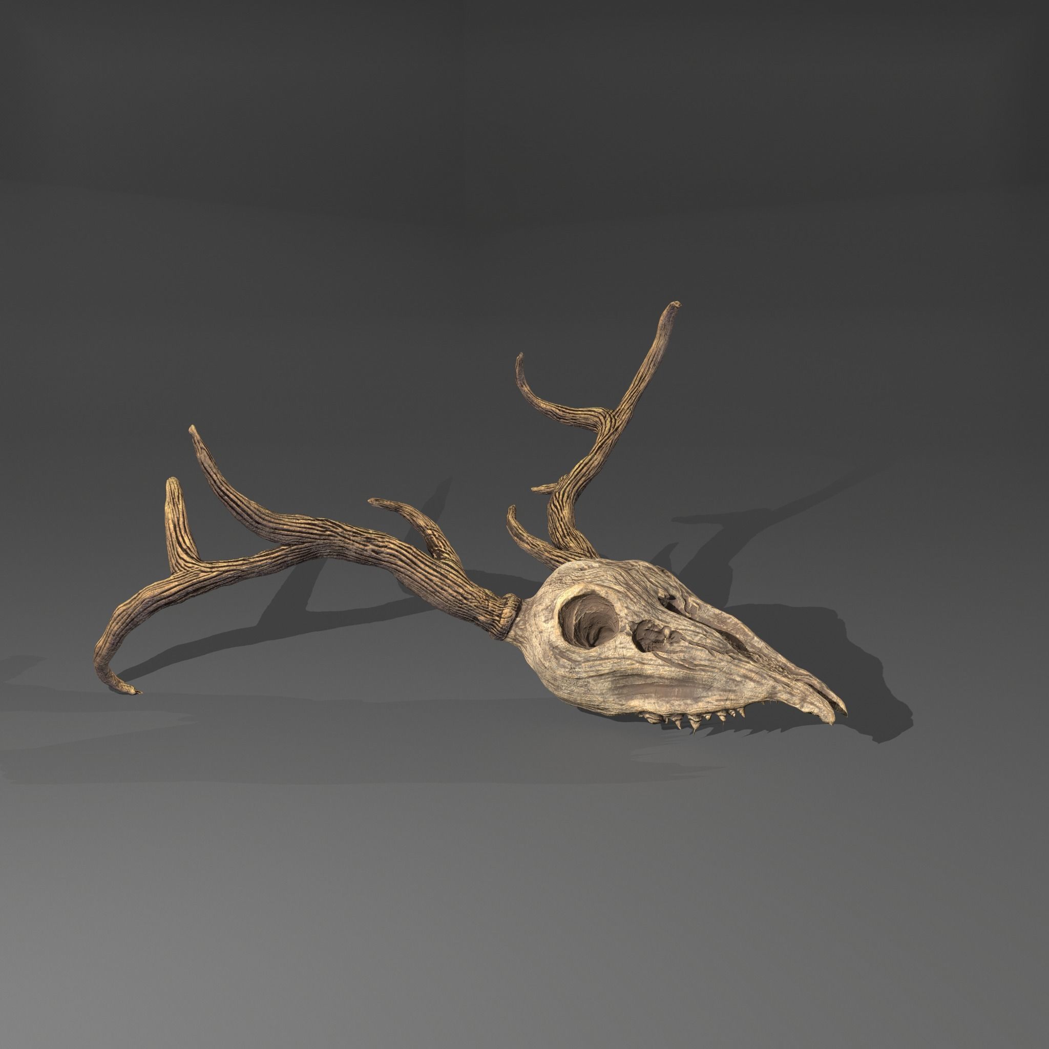 Stag Skull 3D model_16