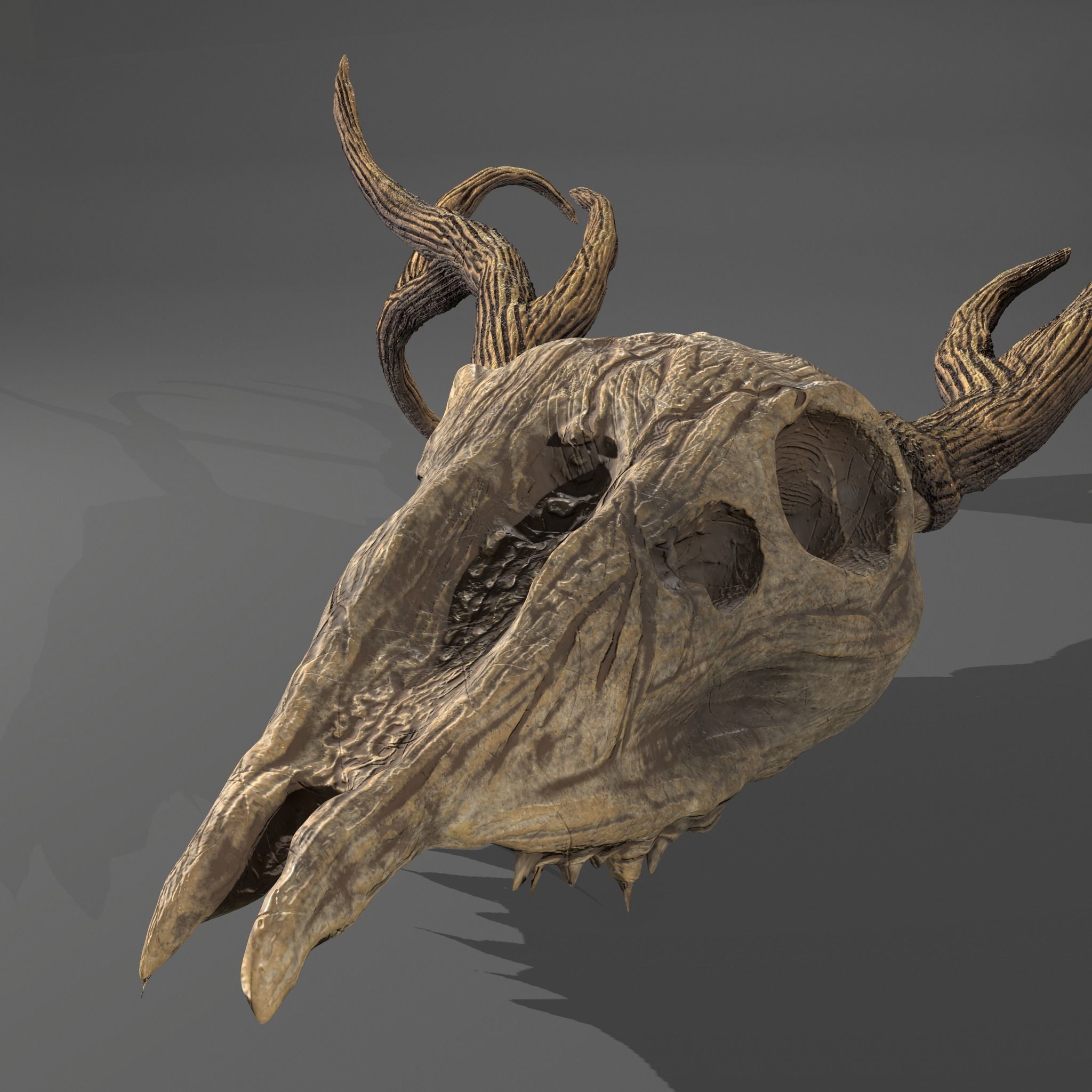 Stag Skull 3D model_7