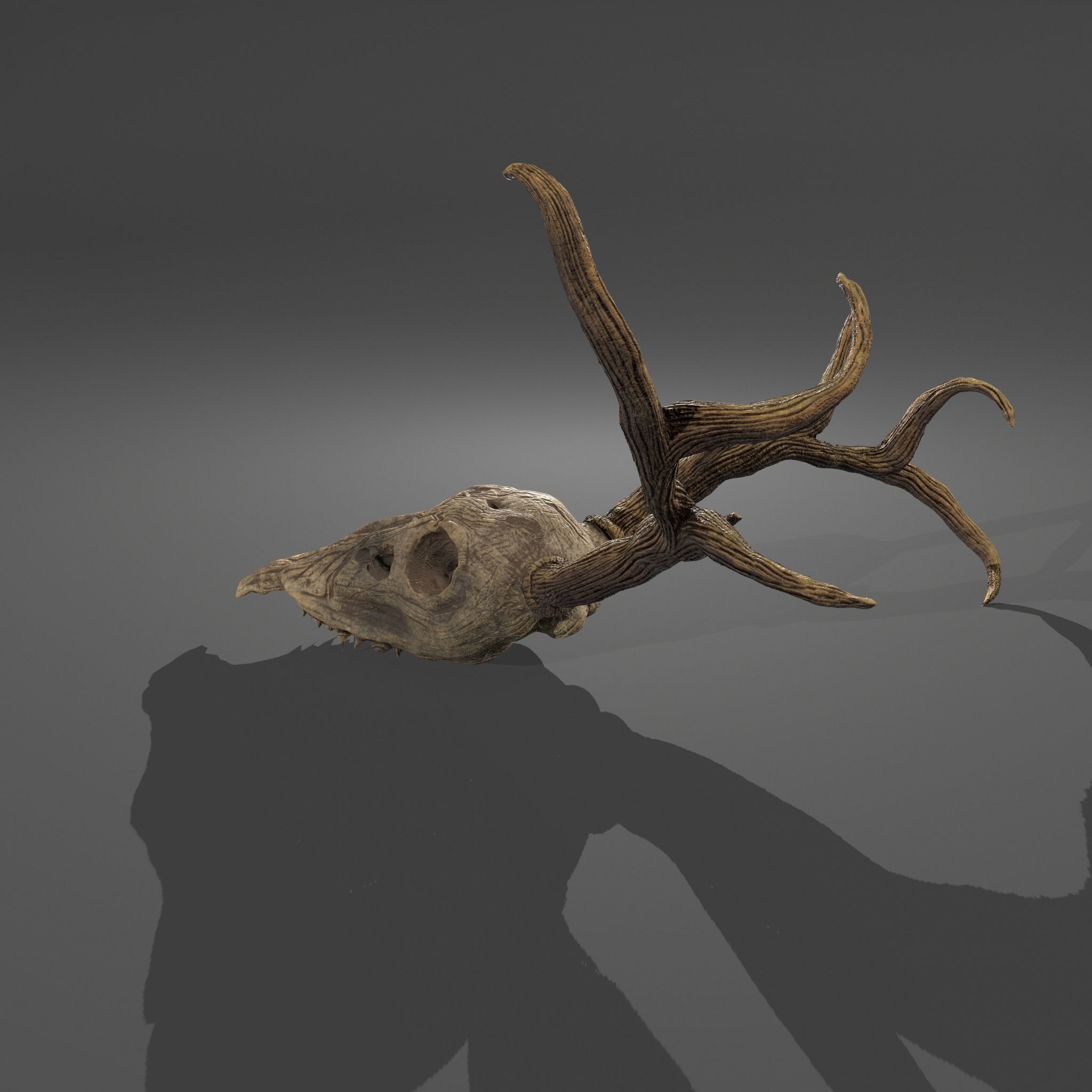 Stag Skull 3D model_11