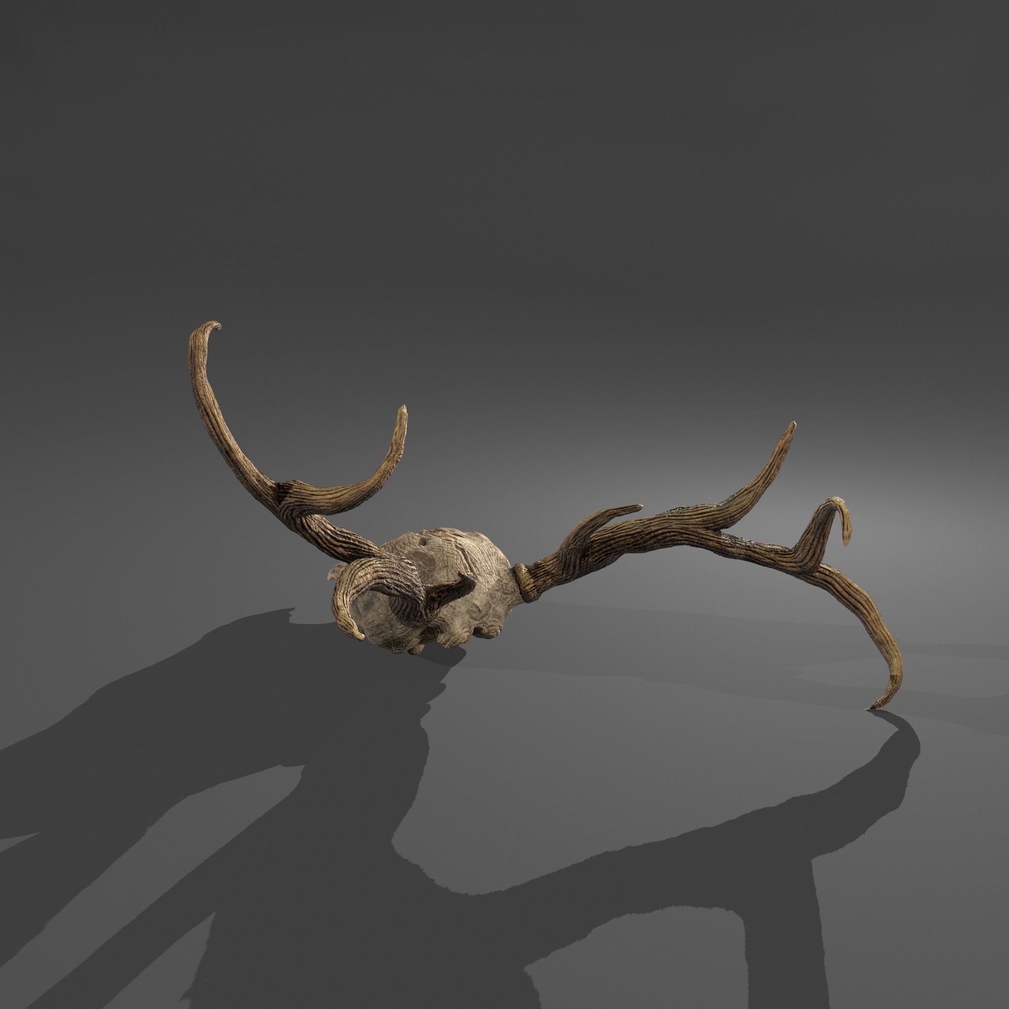 Stag Skull 3D model_21