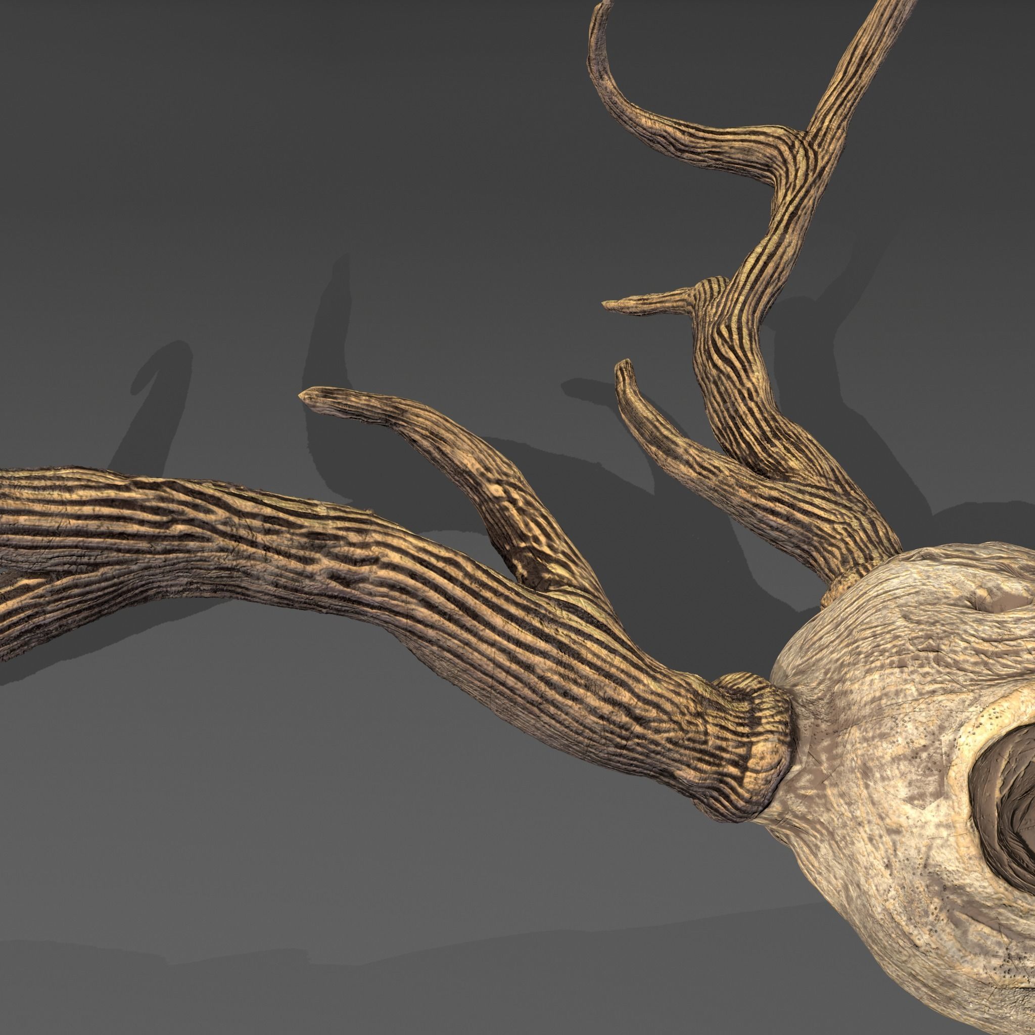 Stag Skull 3D model_27