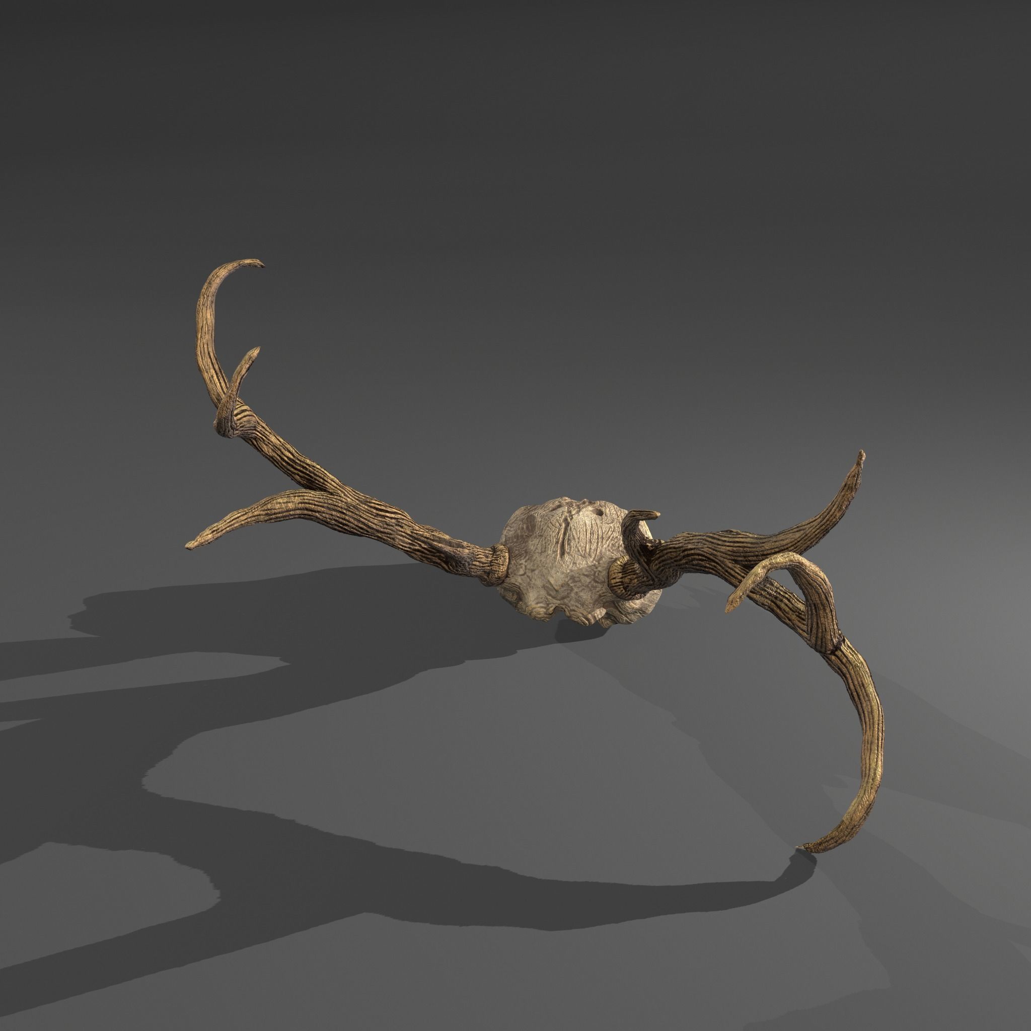 Stag Skull 3D model_13