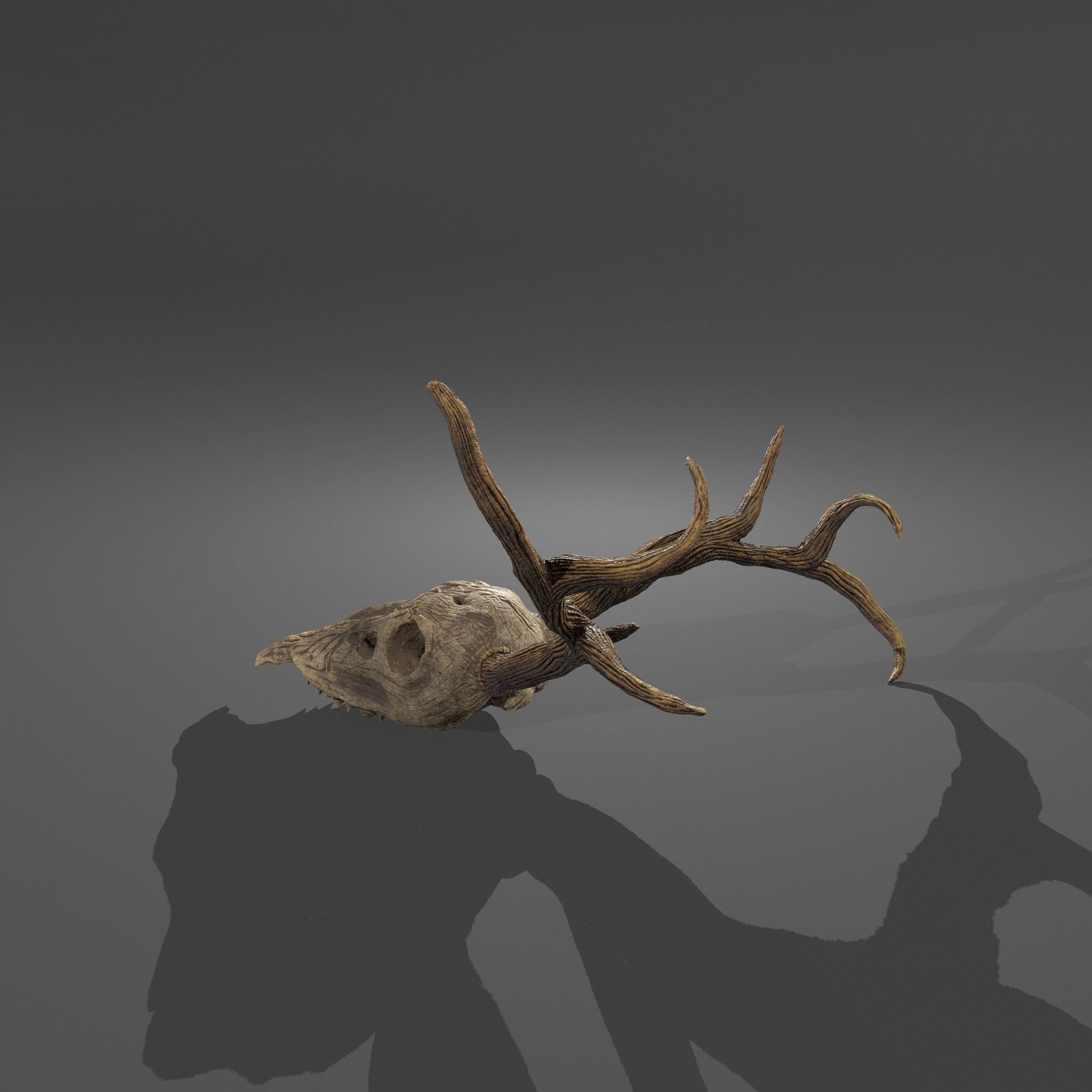 Stag Skull 3D model_20