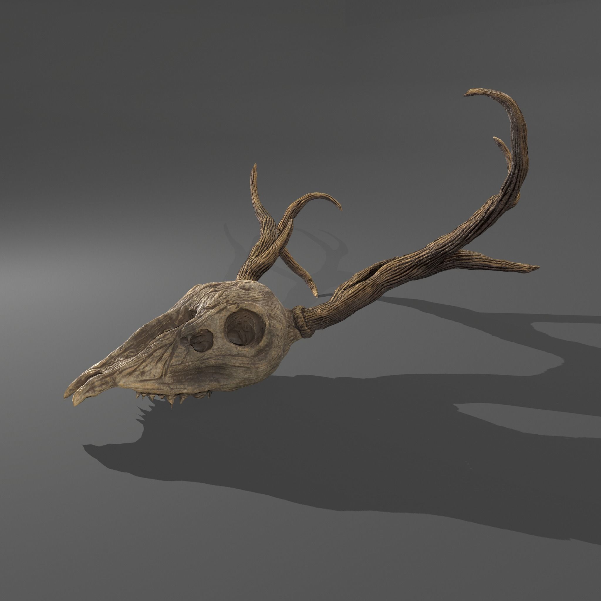 Stag Skull 3D model_9