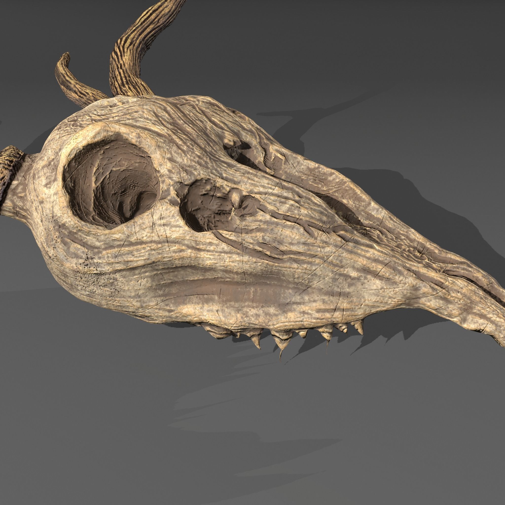 Stag Skull 3D model_26