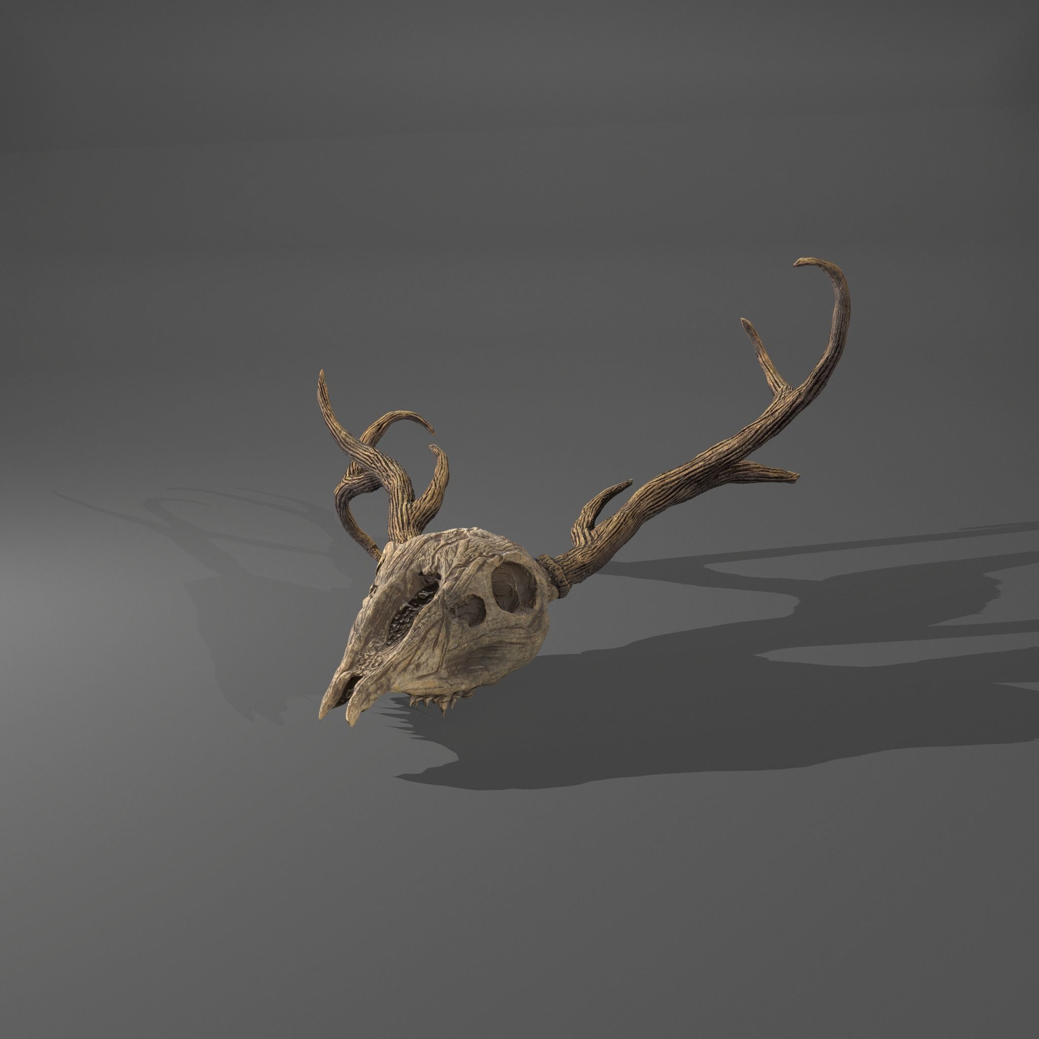 Stag Skull 3D model_17
