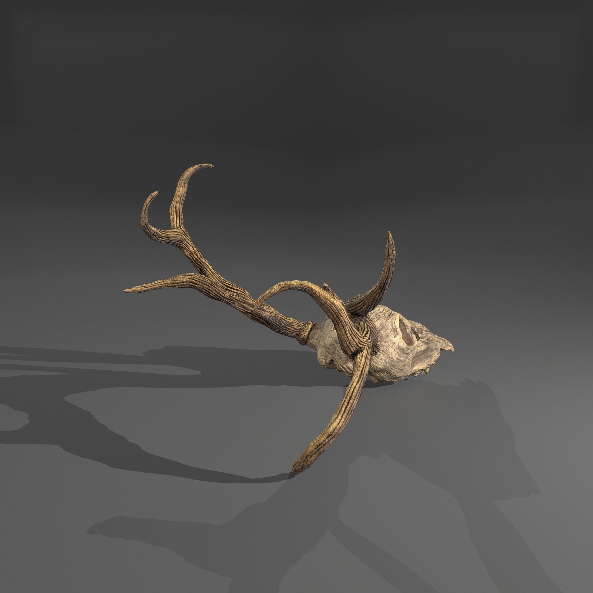Stag Skull 3D model_14