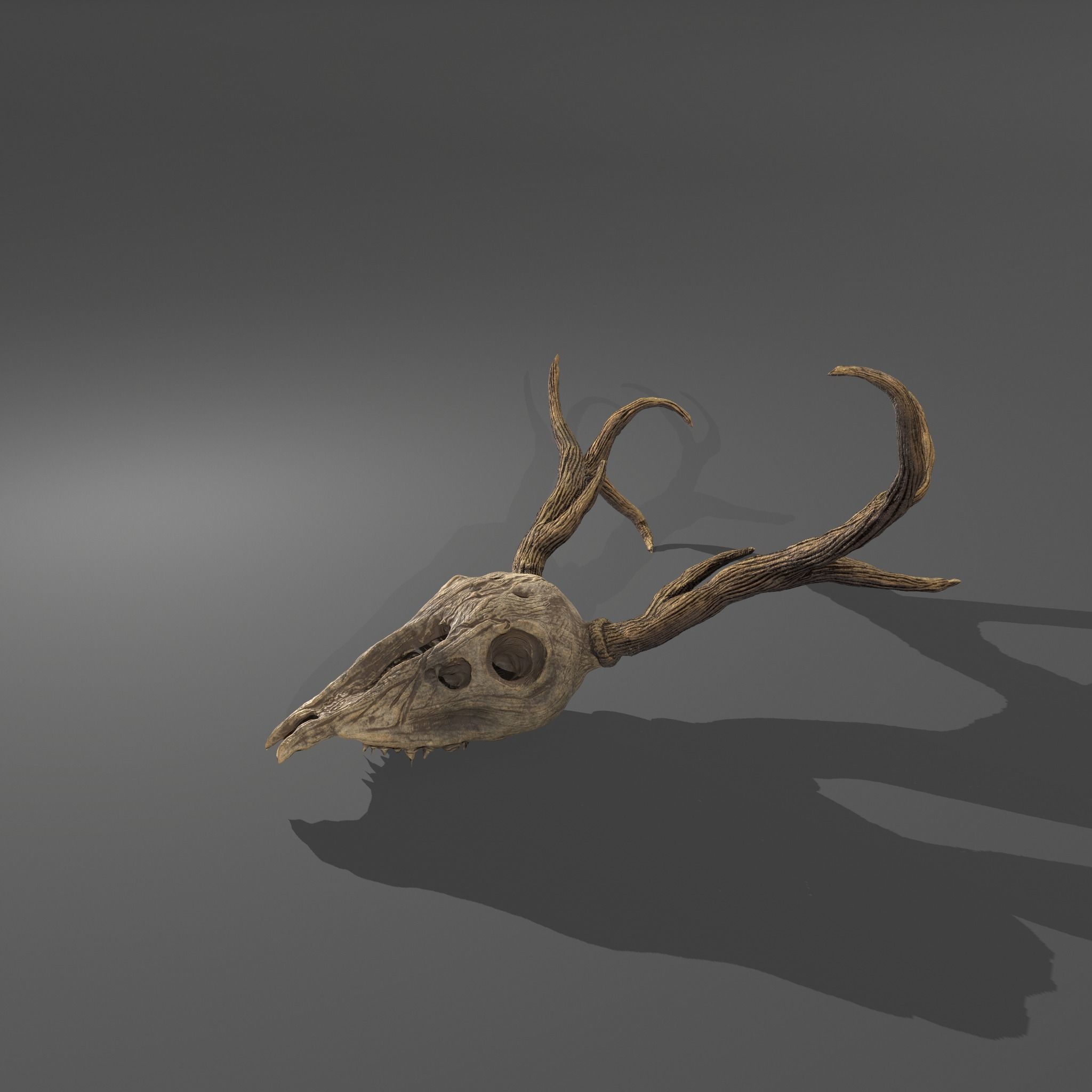 Stag Skull 3D model_18