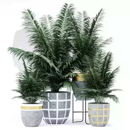 Palms palm tree in three pots