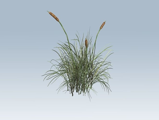 Cattail 3D model