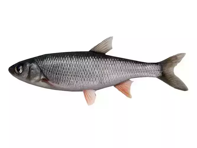 Fish Grass Carp