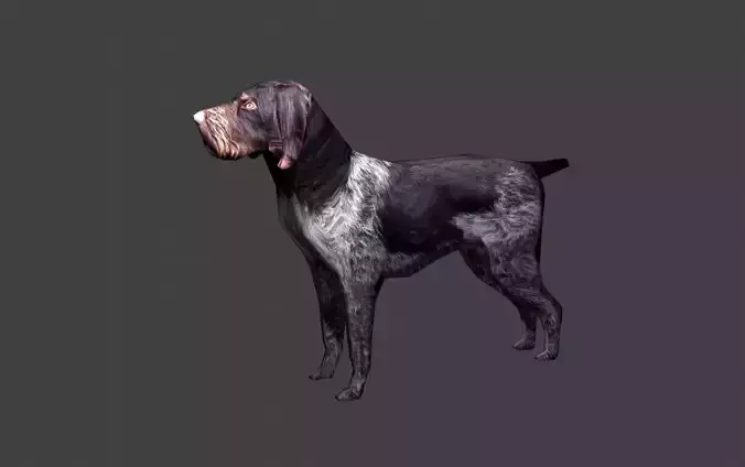 Deutsch Drahthaar Hunting Dog Low-poly 3D model