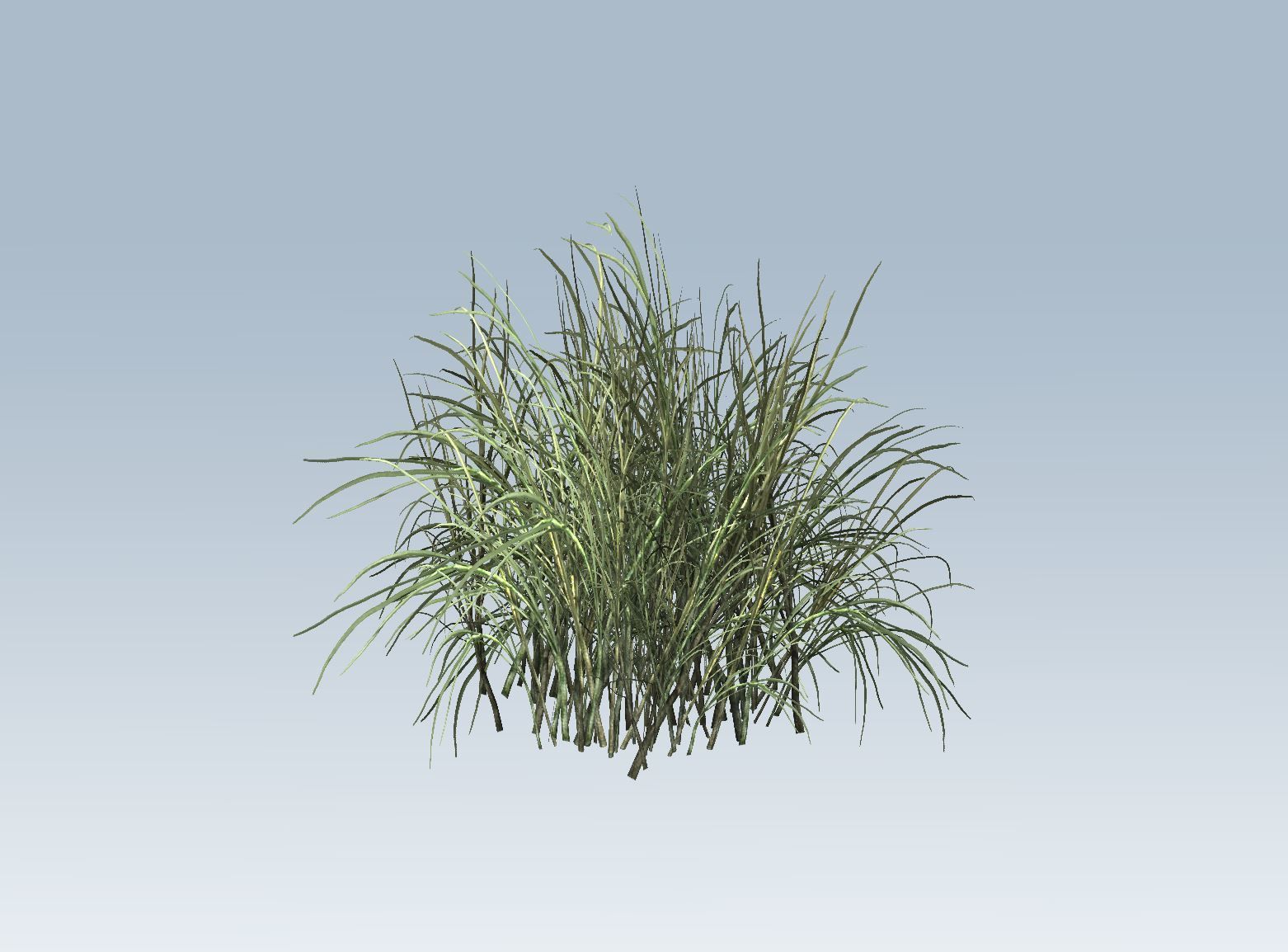 Reed grass vegetation 3D model_7