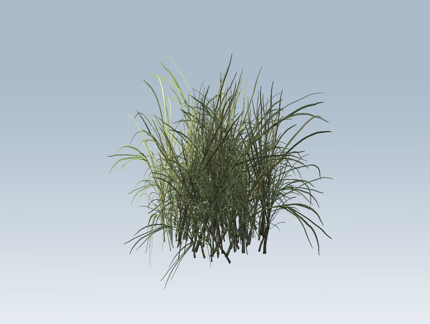 Reed grass vegetation 3D model_2