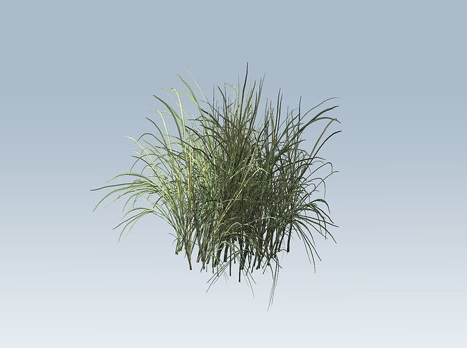 Reed grass vegetation 3D model