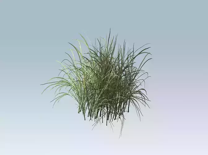 Reed grass vegetation 3D model