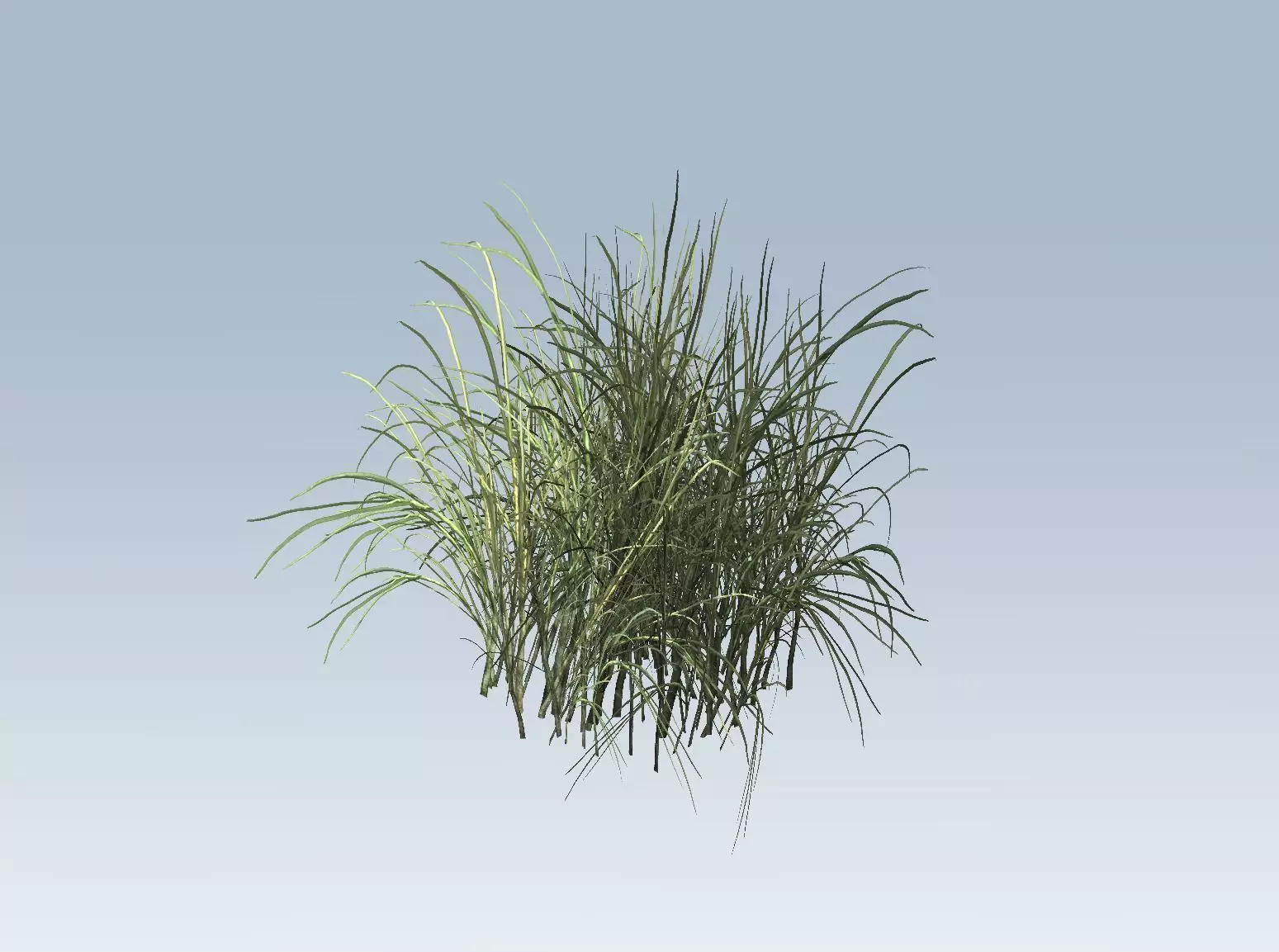 Reed grass vegetation 3D model_0