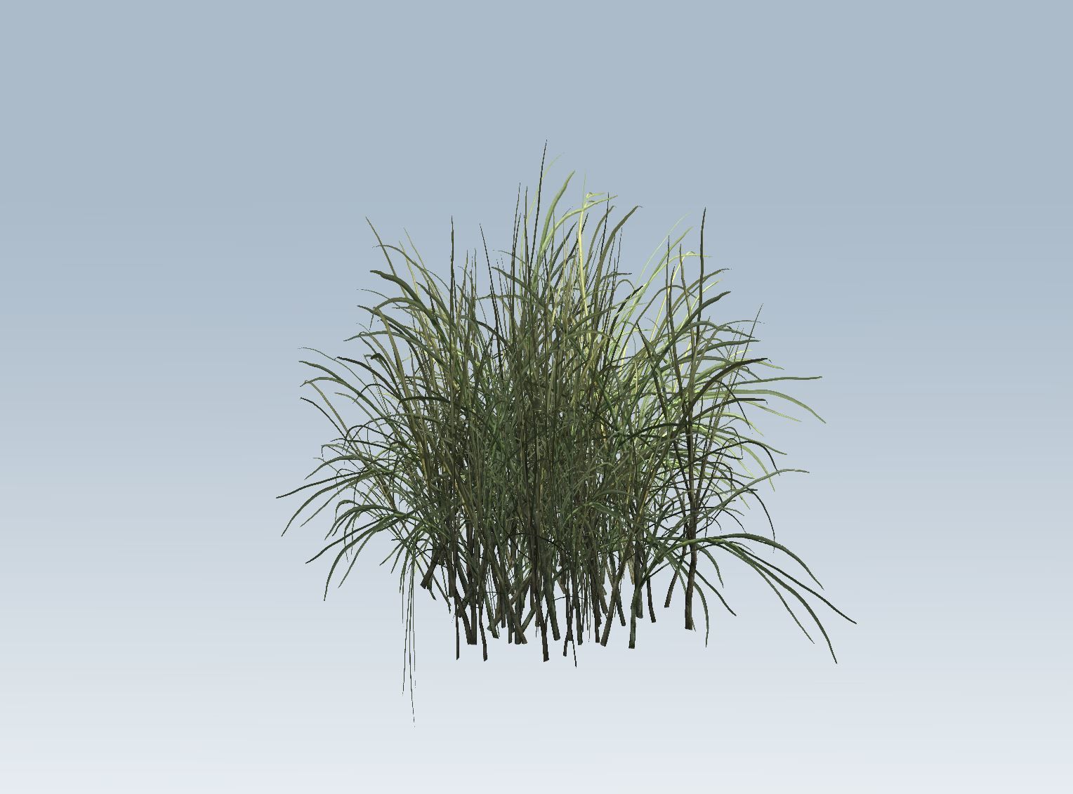 Reed grass vegetation 3D model_4