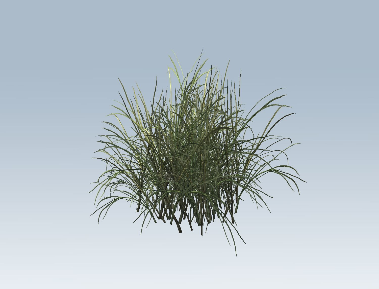 Reed grass vegetation 3D model_3