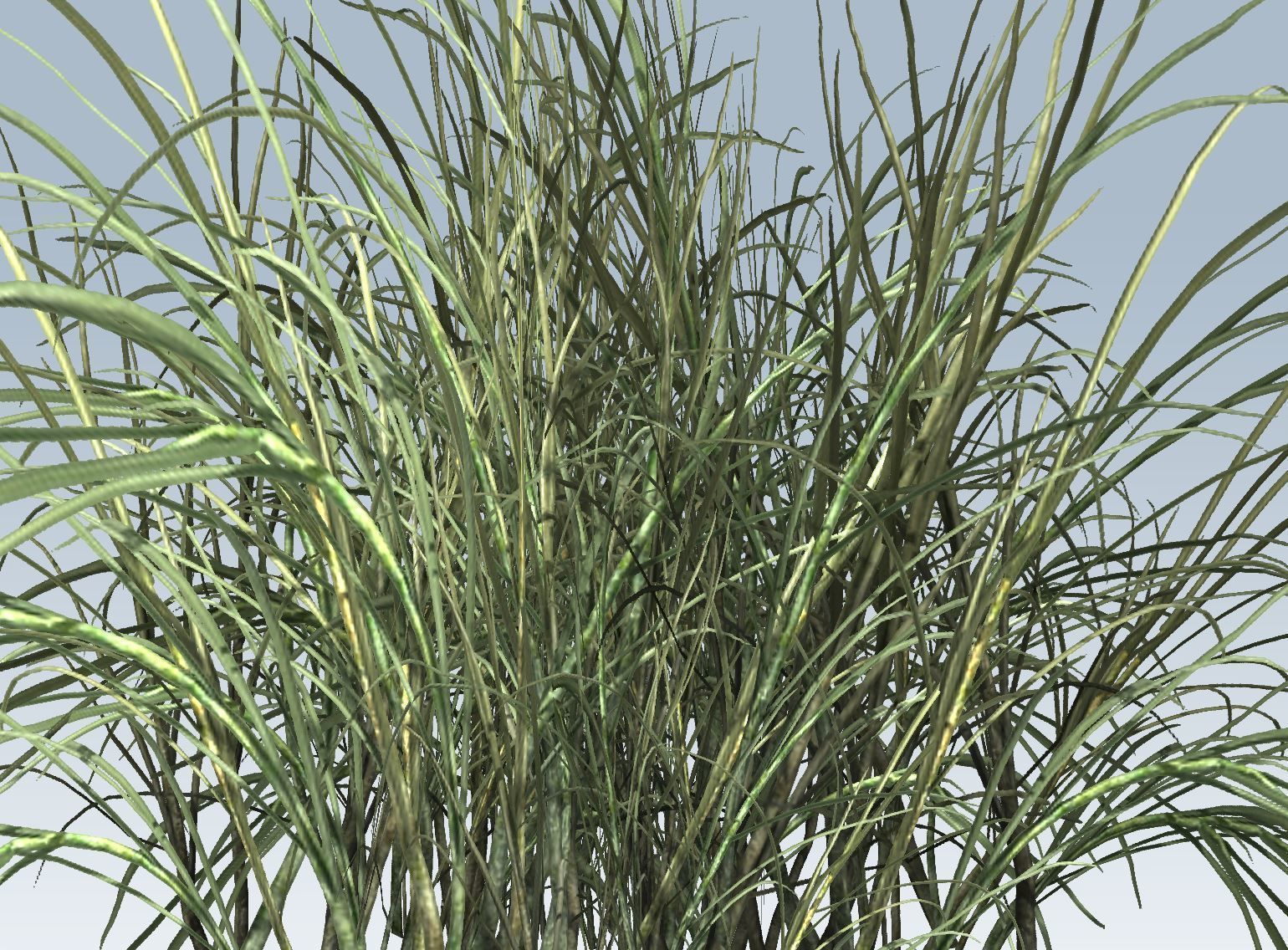 Reed grass vegetation 3D model_9