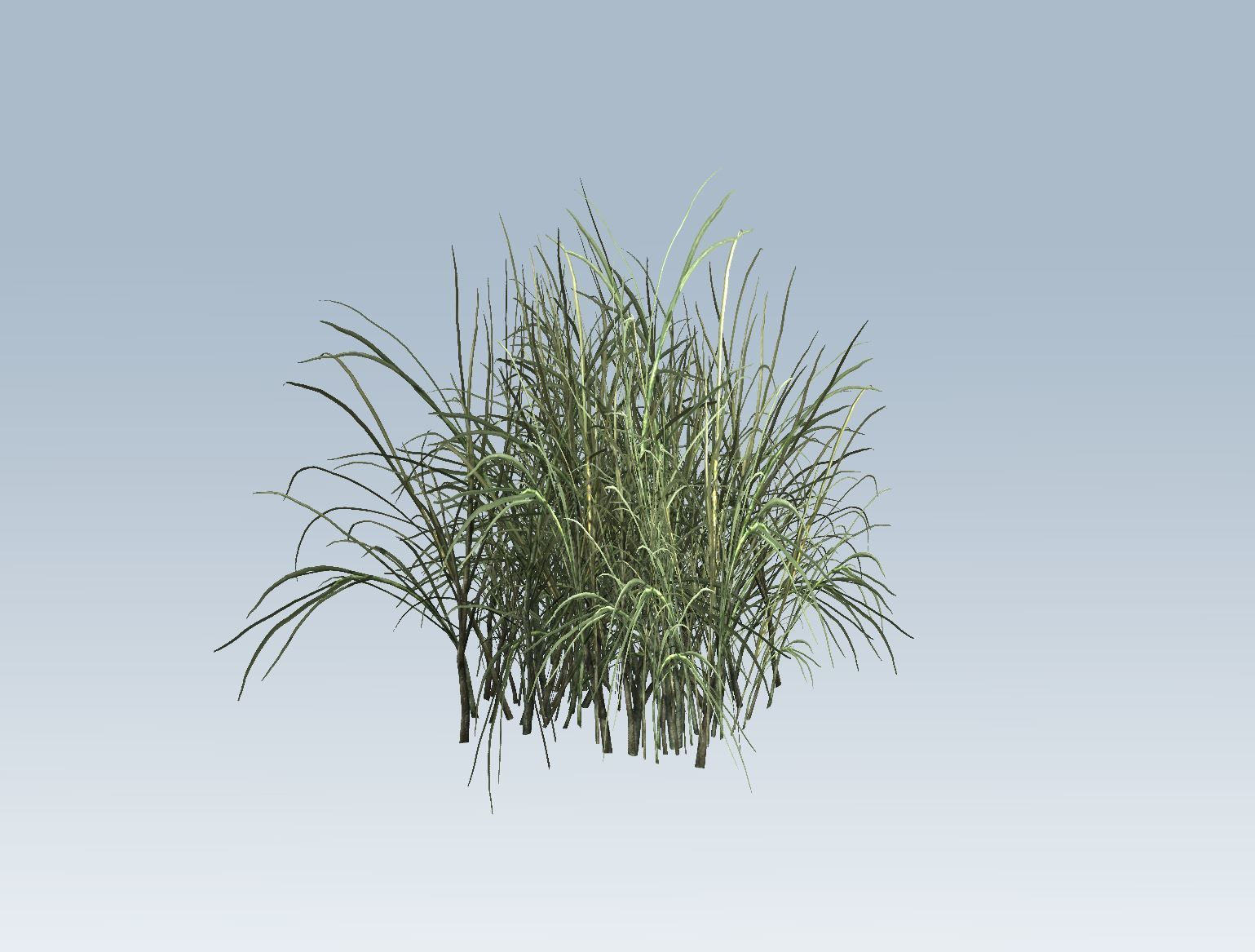 Reed grass vegetation 3D model_6