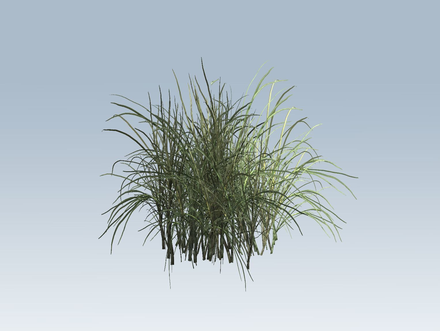 Reed grass vegetation 3D model_5