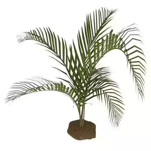 Palm001 palm tree Low-poly 3D model