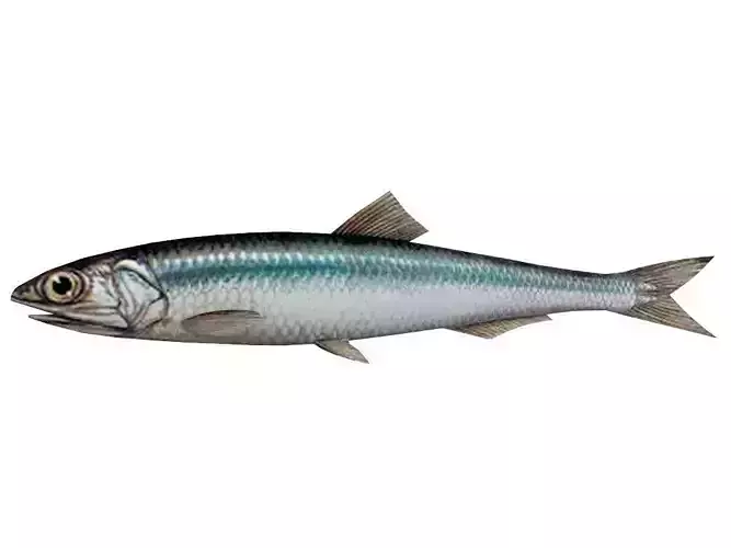 Fish Anchovy 3D model