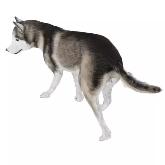 AlaskanMalamute001 Dog Low-poly 3D model_0