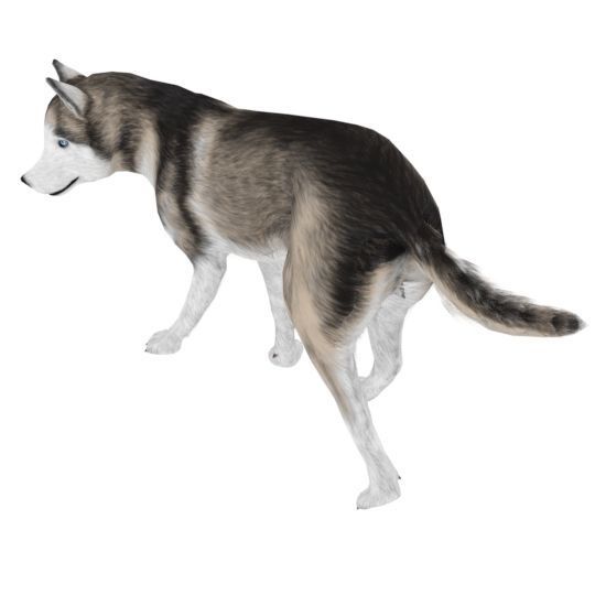 AlaskanMalamute001 Dog