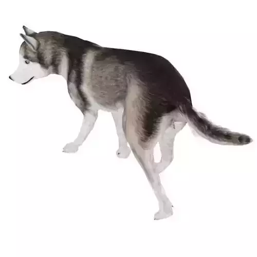 AlaskanMalamute001 Dog Low-poly 3D model
