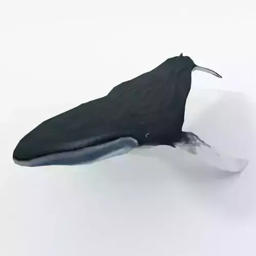 Fin Whale Low-poly 3D model