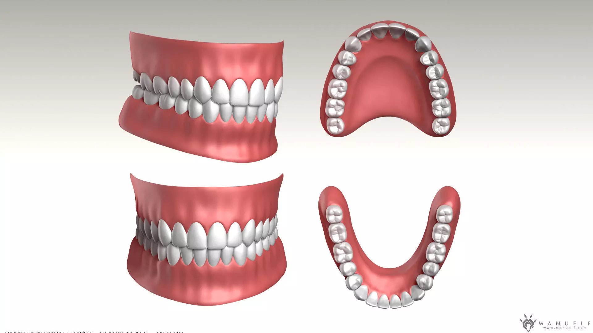 Highpoly Human Teeth set 3D model_0