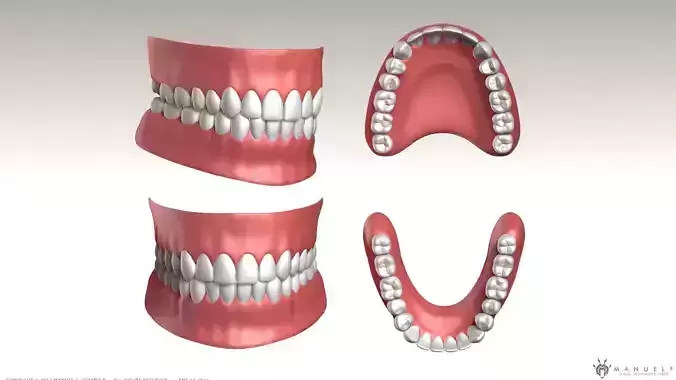 Highpoly Human Teeth set 3D model