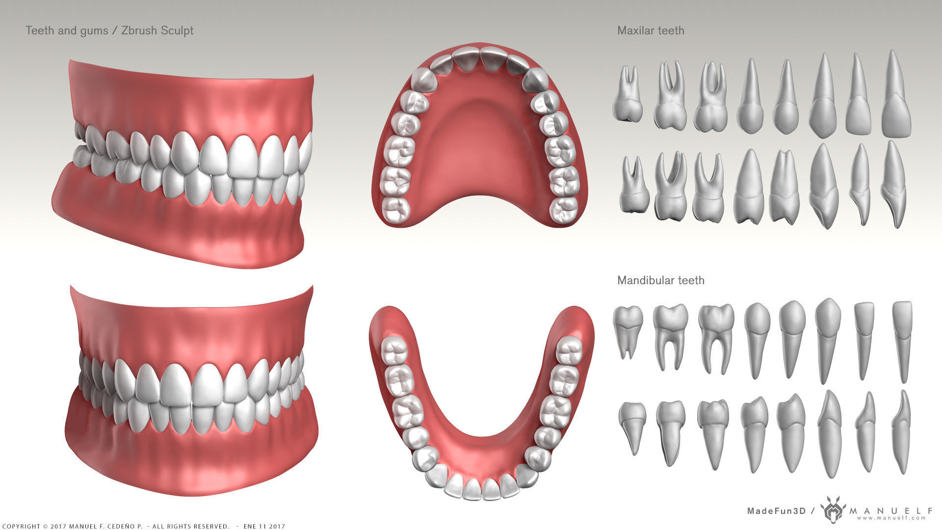 Highpoly Human Teeth set 3D model_1