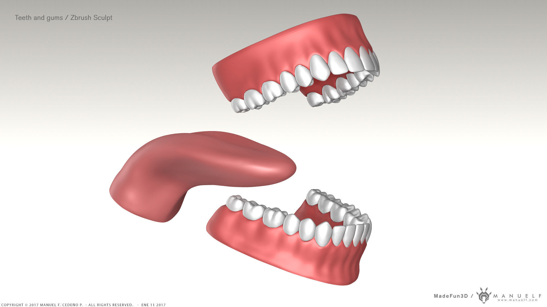 Highpoly Human Teeth set 3D model_6
