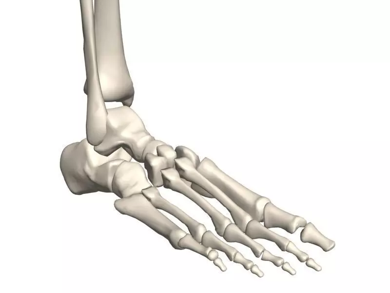 Human foot skeleton 3D model