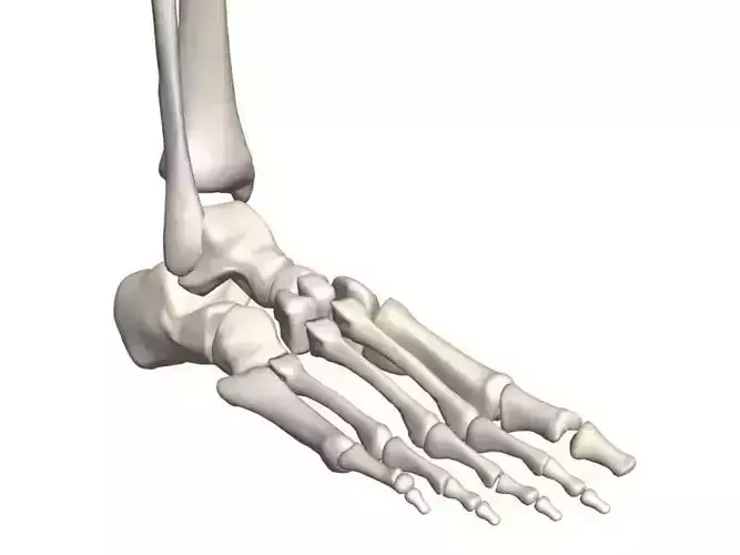 Human foot skeleton