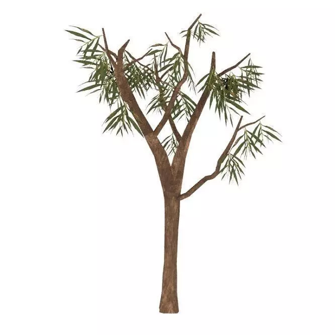 Eucalyptus001 bamboo tree Low-poly 3D model
